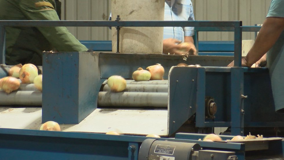 The Herndon's were able to get the help they needed just in time to harvest Vidalia Onions.