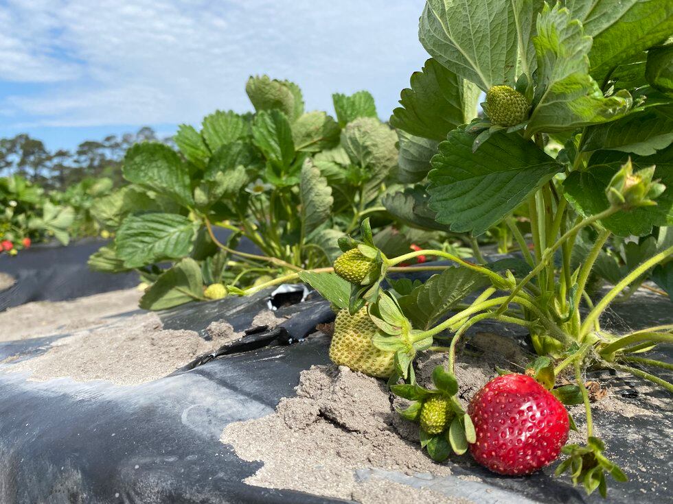 There are thousands up ripe strawberries up for grabs at Pete Waller's farm in Bloomingdale.