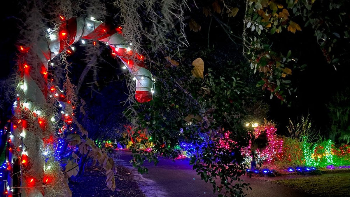 Coastal Botanical Gardens Savannah Christmas Lights Fasci Garden