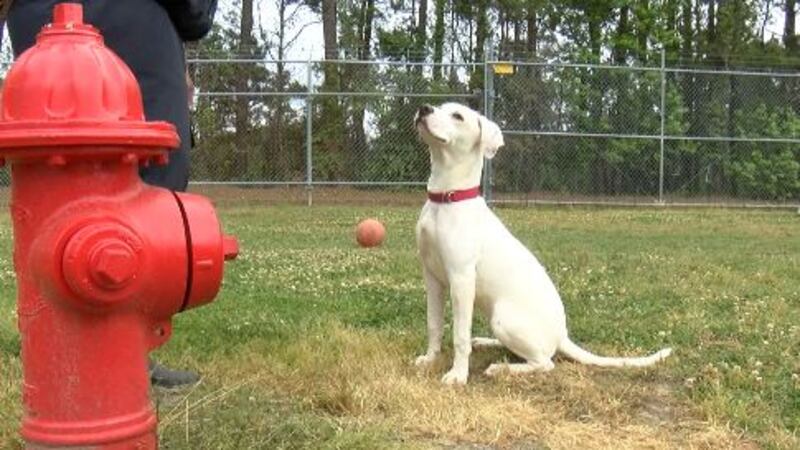 Deaf puppy, Tinker, trains at Operation New Hope