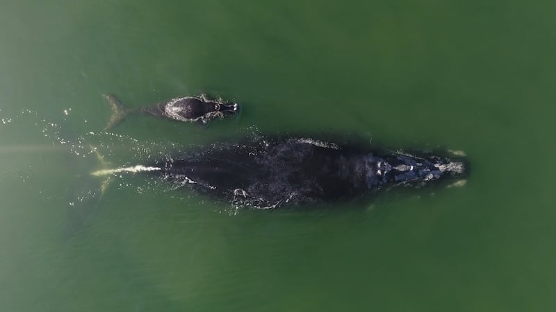 A North Atlantic right whale and its calf were spotted near Hilton Head Island on Friday, Dec....