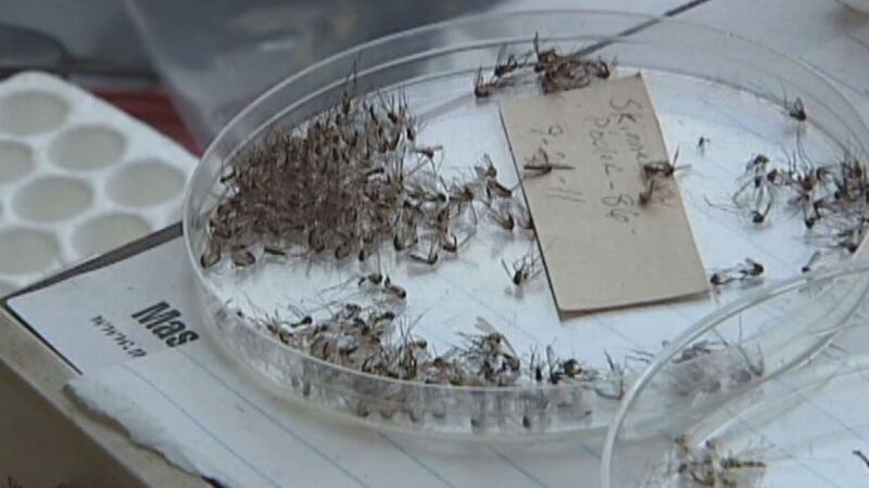 FILE PHOTO - Mosquito testing in Chatham County.