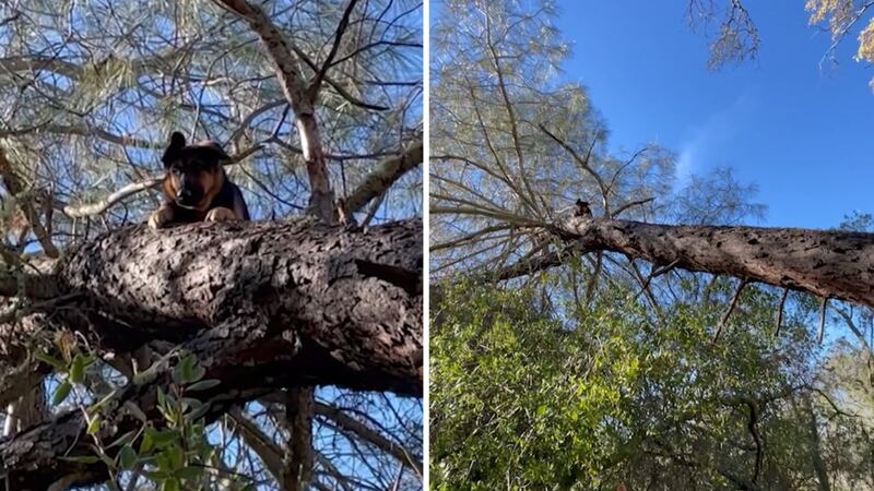 how to make a business plan for a auto repair shop Luna, a 10-month-old German shepherd, was stuck on a slanted tree 25 feet in the air in the...