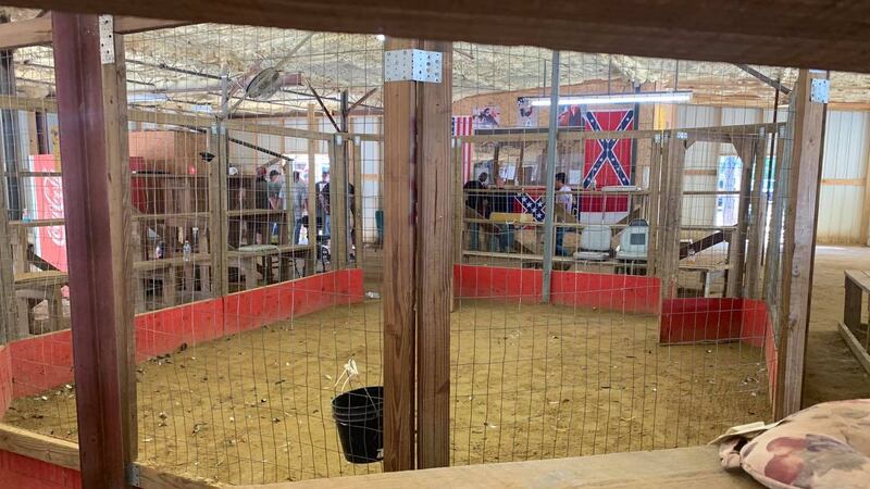 A cockfighting ring in Midville, Ga.