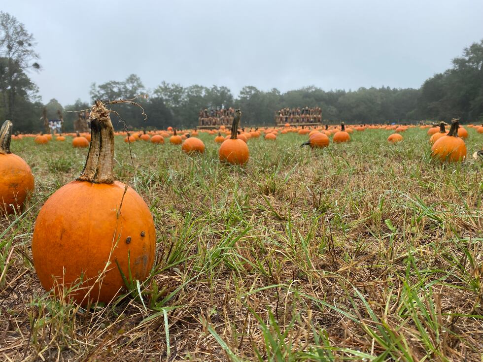 The pumpkin patch is something kids and their parents look forward to every fall.