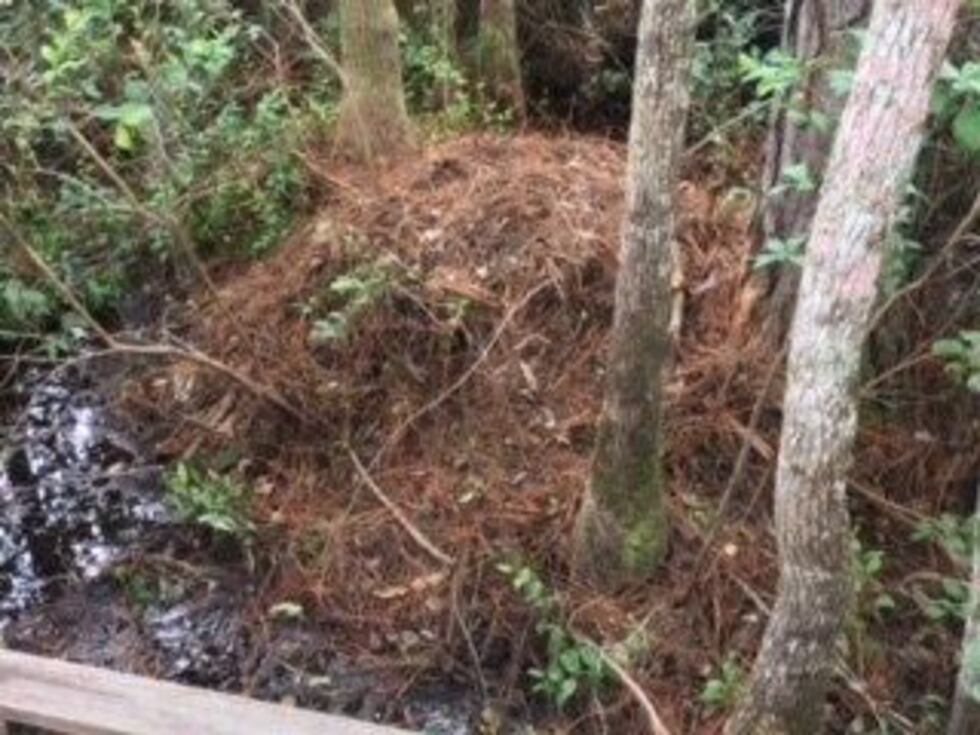 (Source: WTOC)