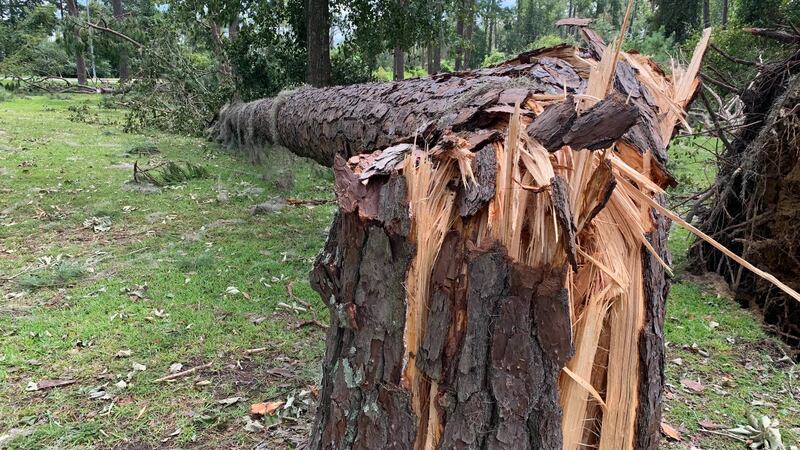 Bemiss Road fallen tree