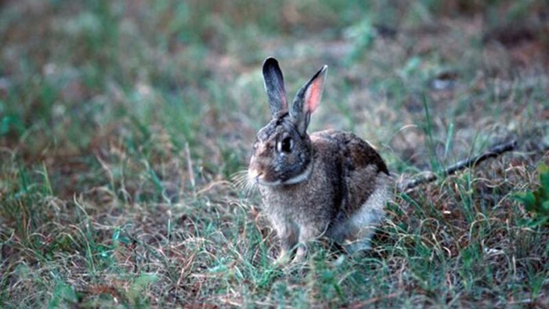 Rabbit disease concerns South Carolina wildlife officials.