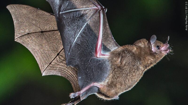 Bat