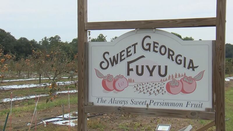 Sweet Georgia Fuyu