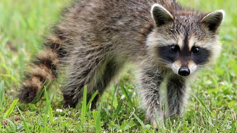 A raccoon that tested positive for rabies was found deceased in midtown Savannah.